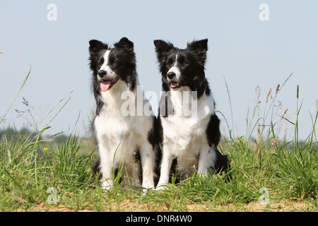 Chien Border Collie / deux adultes (noir et blanc) assis dans un pré Banque D'Images