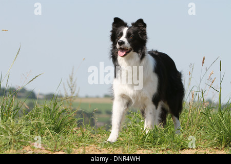 Chien Border Collie / adulte (noir et blanc) dans un pré Banque D'Images