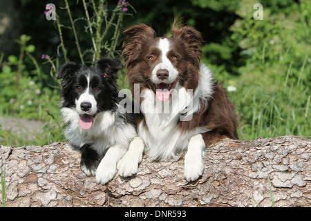 Chien Border Collie / adulte et chiot (différentes couleurs) couché sur sur un tronc d'arbre Banque D'Images