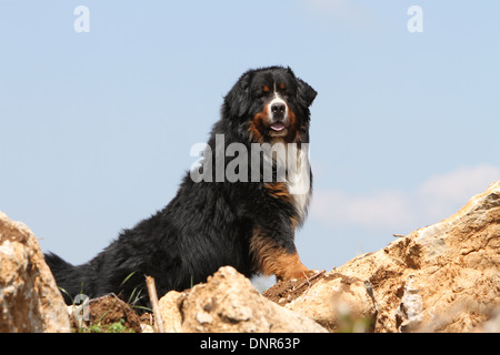 Bernese Mountain Dog chien debout adultes dans les roches Banque D'Images