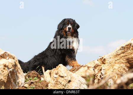 Bernese Mountain Dog chien debout adultes dans les roches Banque D'Images