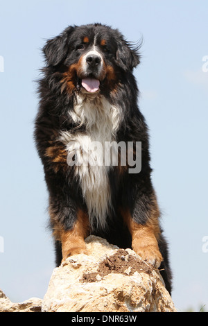 Bernese Mountain Dog chien debout sur un rocher adultes Banque D'Images