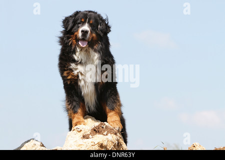 Bernese Mountain Dog chien debout sur un rocher adultes Banque D'Images