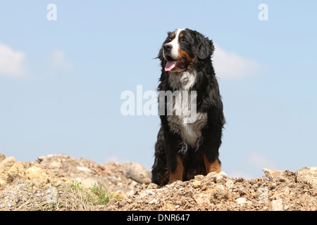 Bernese Mountain dog Chien hot assis sur le sol Banque D'Images