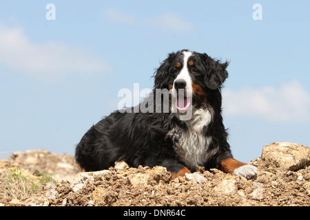 Bernese Mountain dog Chien hot allongé sur le sol Banque D'Images