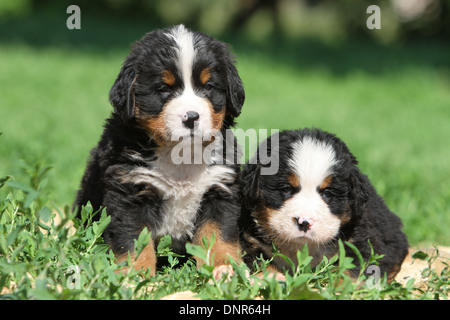 Bernese Mountain Dog chien deux chiots assis dans un jardin Banque D'Images