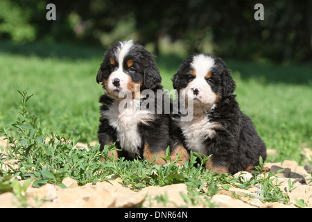 Bernese Mountain Dog chien deux chiots assis dans un jardin Banque D'Images