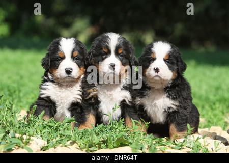 Bernese Mountain dog Chien trois chiots assis dans un jardin Banque D'Images