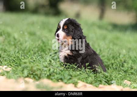 Chien chiot assis dans un jardin Banque D'Images
