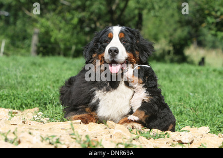 Bernese Mountain dog Chien adulte et chiot dans un jardin Banque D'Images