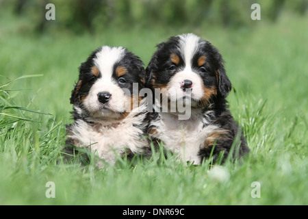 Bernese Mountain Dog chien deux chiots assis dans un jardin Banque D'Images