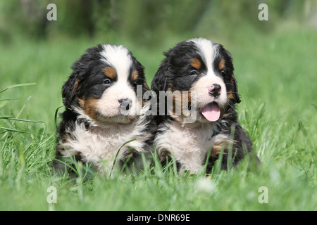 Bernese Mountain Dog chien deux chiots assis dans un jardin Banque D'Images