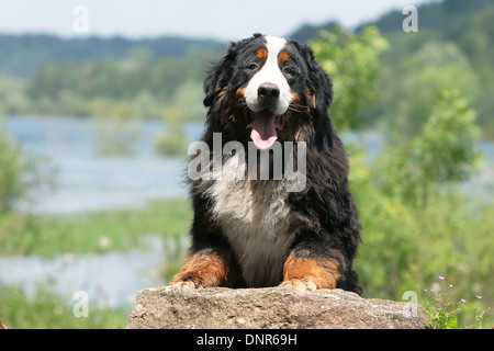 Bernese Mountain Dog chien debout sur un rocher adultes Banque D'Images