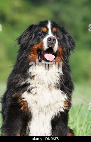 Bernese Mountain dog Chien portrait adultes Banque D'Images