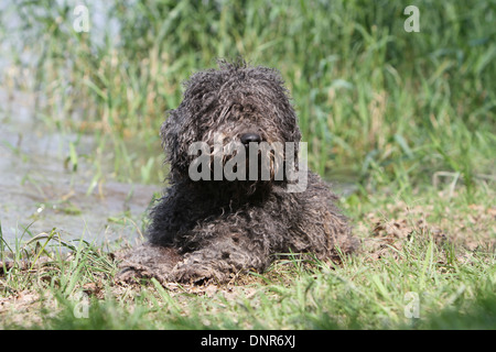 Dog Perro de Agua Espanol / chien d'eau Espagnol des profils située au bord d'un lac Banque D'Images