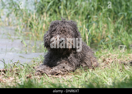 Dog Perro de Agua Espanol / chien d'eau Espagnol des profils située au bord d'un lac Banque D'Images