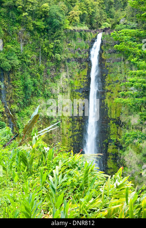 Akaka Falls sur la grande île d'Hawaï dans une forêt tropicale humide Banque D'Images