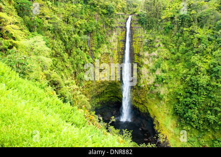 Akaka Falls sur la grande île d'Hawaï dans une forêt tropicale humide Banque D'Images