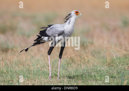 Oiseau (secrétaire serpentarius) à la sagittaire Liuwa Plains National Park dans le nord-ouest de la Zambie. Banque D'Images