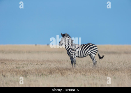 Le zèbre de Burchell (Equus quagga) au Liuwa Plains National Park dans le nord-ouest de la Zambie. Banque D'Images