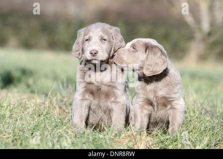 Chiens d'arrêt longhair / deux chiots assis dans un pré Banque D'Images