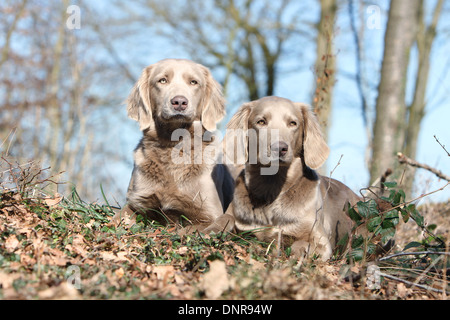 Chiens d'arrêt longhair / deux adultes se trouvant dans une forêt Banque D'Images
