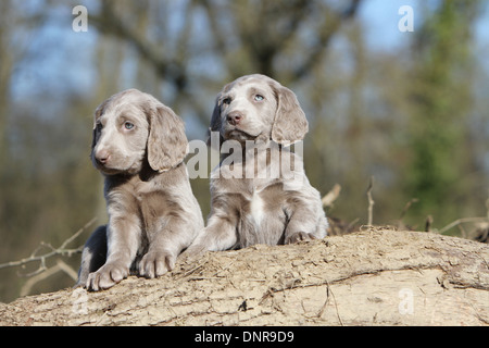Chiens d'arrêt longhair / deux chiots sur un tronc d'arbre Banque D'Images
