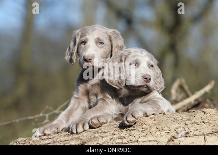Chiens d'arrêt longhair / deux chiots sur un tronc d'arbre Banque D'Images