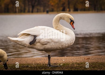 Vue latérale d'un Cygne muet debout sur une jambe en conservant la chaleur corporelle en hiver. Jardins de Kensington, Londres. Banque D'Images