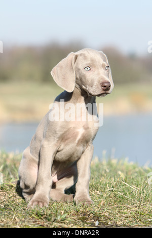 Chiens d'arrêt à poil court / chiot assis dans un pré Banque D'Images