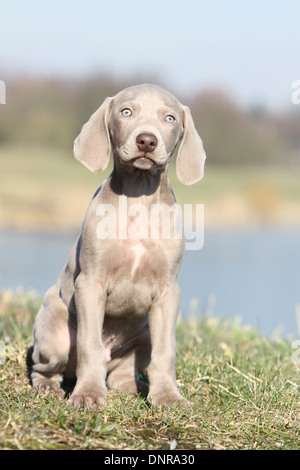 Chiens d'arrêt à poil court / chiot assis dans un pré Banque D'Images