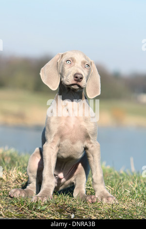 Chiens d'arrêt à poil court / chiot assis dans un pré Banque D'Images