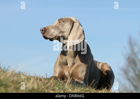 Chiens d'arrêt à poil court / adulte couchée dans un pré Banque D'Images