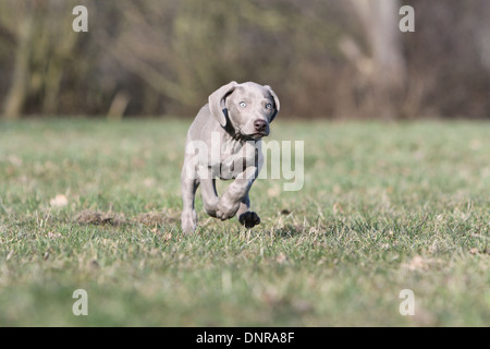 Chiens d'arrêt à poil court / chiot exécutant dans un pré Banque D'Images