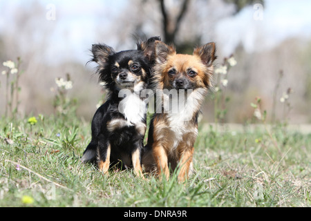 Deux chiots Chihuahua poil long chien assis dans un pré Banque D'Images