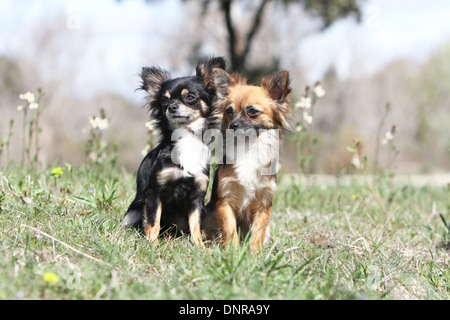 Deux chiots Chihuahua poil long chien assis dans un pré Banque D'Images