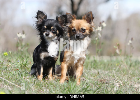 Deux chiots Chihuahua poil long chien assis dans un pré Banque D'Images