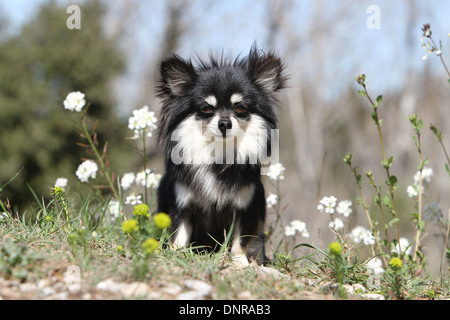 Chien Chihuahua poil long adultes assis dans un pré Banque D'Images