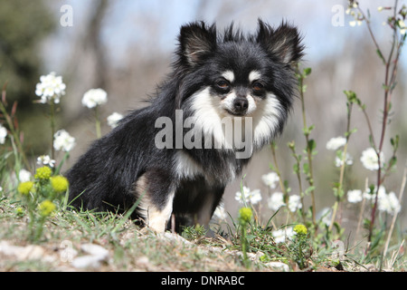 Chien Chihuahua poil long adultes assis dans un pré Banque D'Images