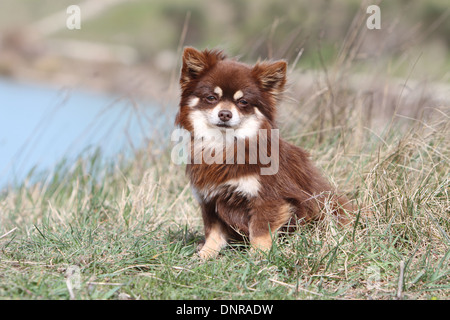 Chien Chihuahua poil long adultes assis dans un pré Banque D'Images