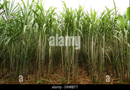 Plantation de canne à sucre Banque D'Images