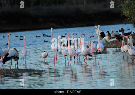 Flamencos en una laguna de Doñana Banque D'Images