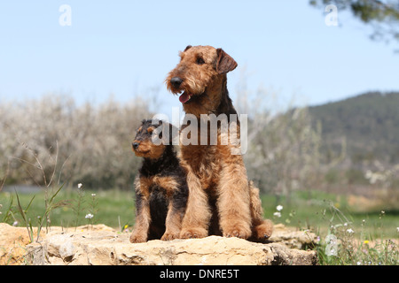 Chien Airedale Terrier / Waterside Terrier / adulte et chiot assis sur un rocher Banque D'Images