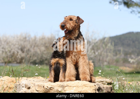 Chien Airedale Terrier / Waterside Terrier / adulte et chiot assis sur un rocher Banque D'Images