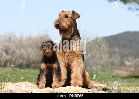 Chien Airedale Terrier / Waterside Terrier / adulte et chiot assis sur un rocher Banque D'Images