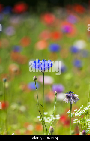 Bleuet (Centaurea cyanus bleu) en été, dans un champ de fleurs sauvages en été, Surrey, England, UK Banque D'Images