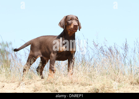 / Dobermann chien Dobermann (oreilles naturelles) / puppy standing in dunes Banque D'Images