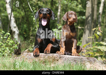 / Dobermann chien Dobermann (oreilles naturelles) / adulte et chiot sur une souche d'arbre Banque D'Images