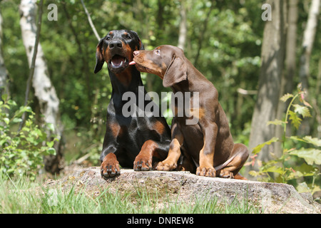 / Dobermann chien Dobermann (oreilles naturelles) / adulte et chiot sur une souche d'arbre Banque D'Images