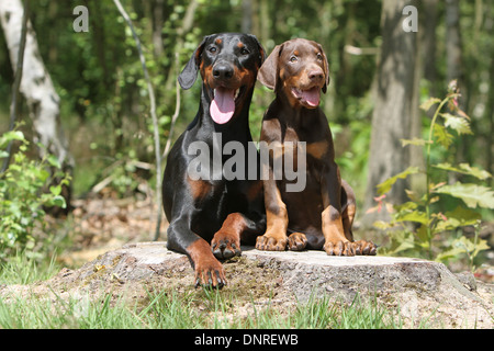 / Dobermann chien Dobermann (oreilles naturelles) / adulte et chiot sur une souche d'arbre Banque D'Images